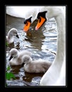 Family of swans in a pond Royalty Free Stock Photo