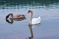 Family of swans. River with swans.