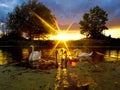 Family of Swans River Sunset. Cygnet Silhouettes, Beautiful Nature Landscape.