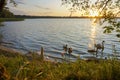 Swans with baby swans in the evening on the lake, family of swans at sunset Royalty Free Stock Photo