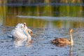 A family of swans swimming in the lake where one adult is the White Swan of parents. One large but still in the gray plumage of Royalty Free Stock Photo