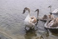 A family of swans swimming in the lake where one adult is the White Swan of parents. One large but still in the gray plumage of th Royalty Free Stock Photo