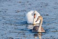 A family of swans swimming in the lake where one adult is the White Swan of parents. One large but still in the gray plumage of Royalty Free Stock Photo