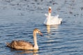 A family of swans swimming in the lake where one adult is the White Swan of parents. One large but still in the gray plumage of Royalty Free Stock Photo