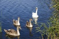 Family swans Royalty Free Stock Photo