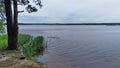 A family of swans swims along the coastal reeds. A pine tree grows on the shore of the lake, and a forest on the opposite shore. T Royalty Free Stock Photo