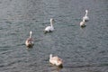 Family of swans, two adult white swans with gray grown-up Chicks swimming in the water Royalty Free Stock Photo