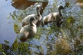 A family of swans with youngsters Royalty Free Stock Photo