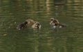 A family of cute Tufted Duck duckling, Aythya fuligula, swimming on a lake. They have been diving under the water feeding.