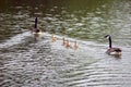 Family swim