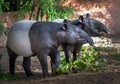 The family of tapirs in the natural.