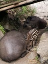 Family Of Tapirs