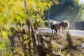 Family of thai buffalo in sun light Royalty Free Stock Photo