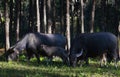 Family of thai water buffalos in pine forest Royalty Free Stock Photo