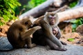 Family of three apes in Phuket. Thailand. Macaca leonina. Northern Pig-tailed Macaque Royalty Free Stock Photo