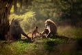 Family of three baboons near the tree