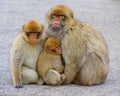 Family of three barbary macaques