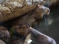 A family of three capybaras. Large rodents swim in the pool