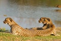 A Family of three cheetahs in Hwange National Park Royalty Free Stock Photo