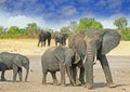 Family of three different sized elephants standing on the dry plains in Hwange National Park