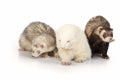 Family of three ferrets on whit background Royalty Free Stock Photo
