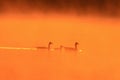 Family of three geese silhouettes swimming in a lake during sunset. Royalty Free Stock Photo