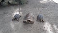 Family of three giant tortoises,