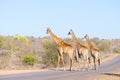 Family of three Giraffes crossing the road