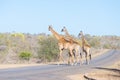 Family of three Giraffes crossing the road in the Kruger National Park, major travel destination in South Africa.