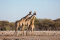 A family of three giraffes stands in a rocky desert. In the background there are bushes and a blue sky. Shot in the wild in