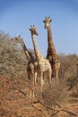 A Family of Three Giraffes with the large Male standing behind the Group.