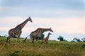 Family of three giraffes on savanna