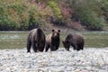 A family of three Grizzly Brown Bears on a river beach in Canada