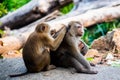Family of three monkeys in Phuket. Thailand. Macaca leonina. Northern Pig-tailed Macaque Royalty Free Stock Photo