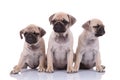 Family of three pugs looking to side on white background
