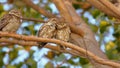 Family of spotted owl,natural, nature