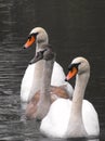 Family of Three Swans Royalty Free Stock Photo