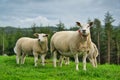Family of three Texel sheep standing on a grassy mountain pasture Royalty Free Stock Photo
