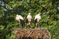 Three white storks in nest