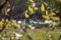 Family of three wild kangaroos in the forest. Framed with tree leaves like a window. Animals looking at camera. Blurry leaves at