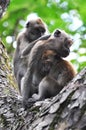 Family Time for a Monkey Family Royalty Free Stock Photo