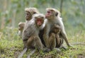 Family toque macaque. One of the females is looking warily. Royalty Free Stock Photo