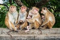 Family Toque macaques in nature. Mothers monkey breastfeeding her baby. Sri Lanka Royalty Free Stock Photo