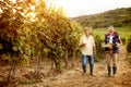 Family tradition happy father and son harvesting grapes Royalty Free Stock Photo