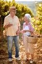 Family tradition - couple in vineyard celebrating harvesting grapes Royalty Free Stock Photo