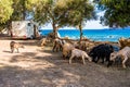 Family traveling with motorhome are eating breakfast on a beach among goats Royalty Free Stock Photo
