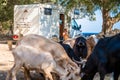 Family traveling with motorhome are eating breakfast on a beach among goats Royalty Free Stock Photo