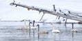 Family of trumpeter swans on Yellowstone River