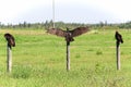 A family of turkey buzzards sit on a barbed wire fence Royalty Free Stock Photo