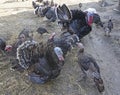 A family of turkeys walking